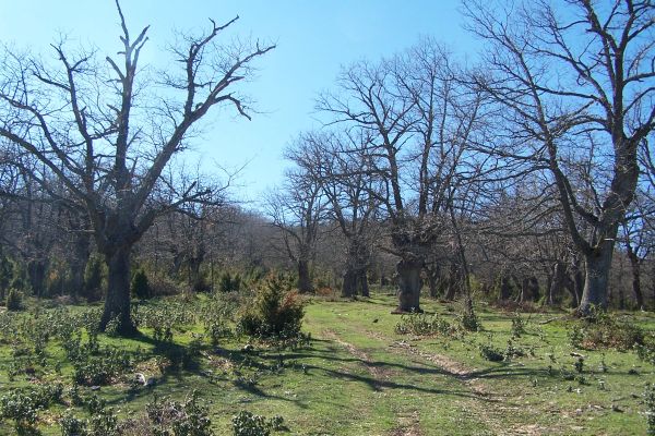 camino-bosque4B1C91A4-77C4-C941-AEB4-BCF9EFCFE5E7.jpg